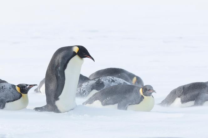 Os pinguins-imperadores lutam contra o vento, a neve e o frio no bloco de gelo do Estreito McMurdo, no Mar de Ross, Antártida, em 23 de maio de 2024. 