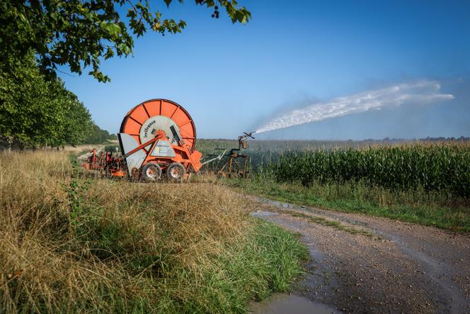 Arrosage d’un champ de maïs, à Chambord (Loir-et-Cher), le 10 août 2025.