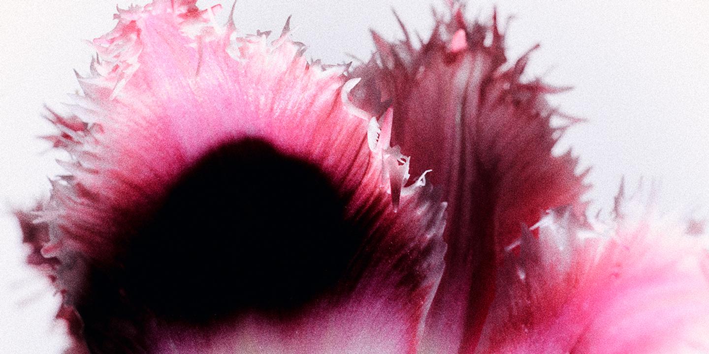 La Tulipe à Frange : Une Beauté Ébouriffée Conquiert les Jardins