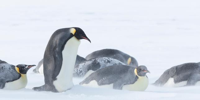 En Antarctique, la glace de mer de plus en plus fine se brise sous le poids des manchots empereurs, menacés d’extinction