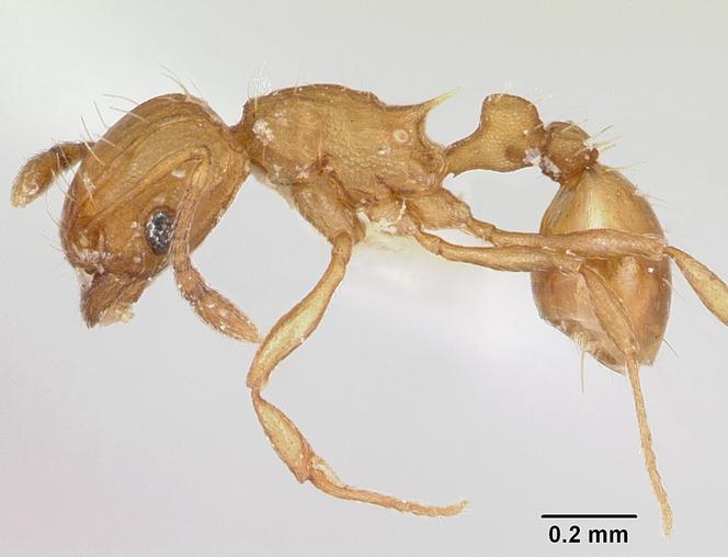 Une fourmi électrique, en 2007.