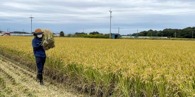 Au Japon, une préfecture propose une prime pour la dénonciation des travailleurs clandestins