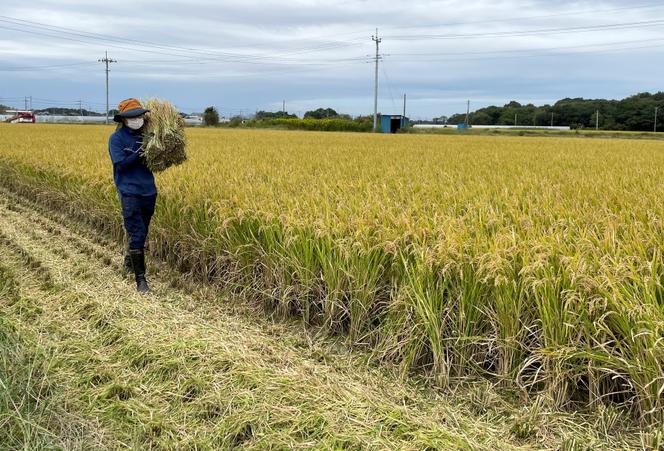 Um agricultor colhe arroz em Chikusei, província de Ibaraki, Japão, em 9 de outubro de 2025. 