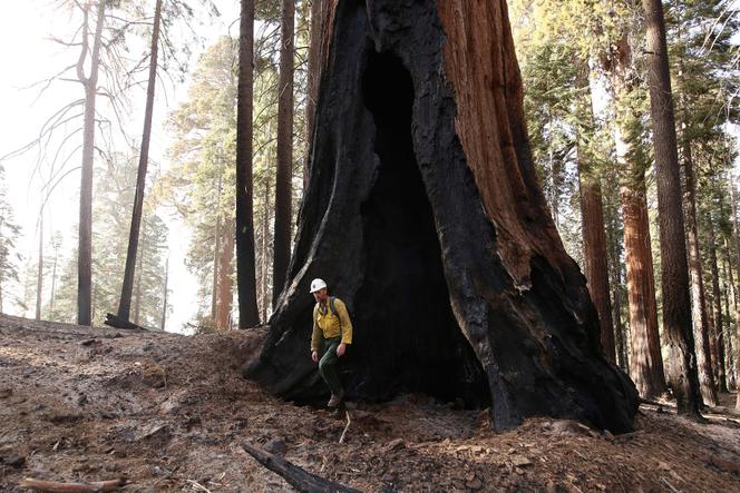 Base d’un séquoia calciné, après des incendies dans le parc national de Kings Canyon, en Californie, classé à l’Unesco, le 19 novembre 2021.