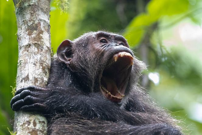 Um chimpanzé no Parque Nacional Kibale, Uganda, em 2020. 