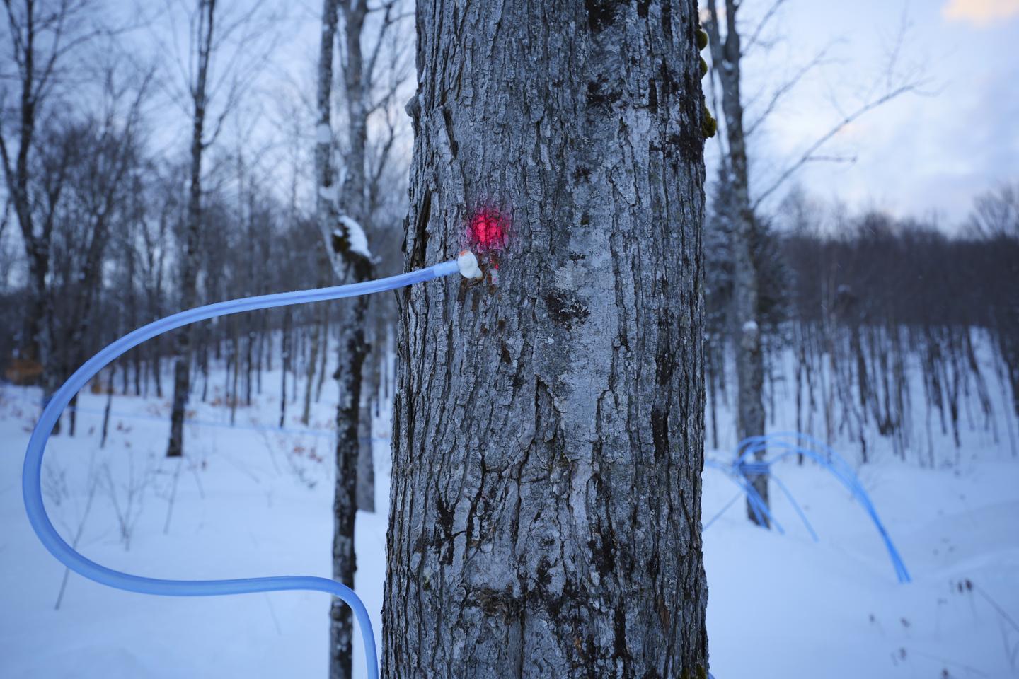 Au Québec, la récolte de sirop d’érable fragilisée par le dérèglement du climat