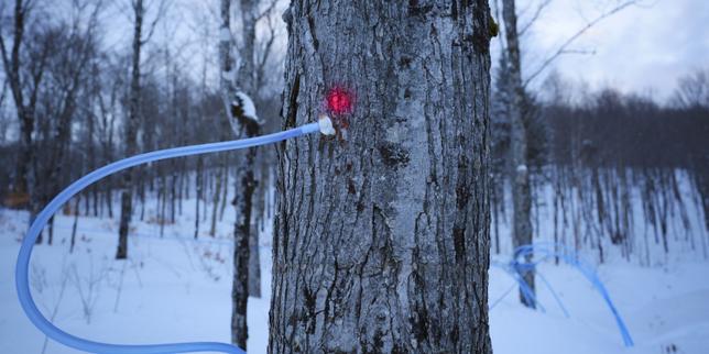 Au Québec, la récolte de sirop d’érable fragilisée par le dérèglement du climat