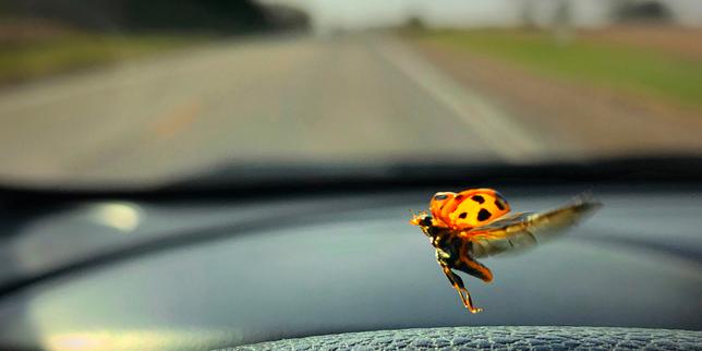 Measuring insect decline by photographing your license plate is a 'simple and brilliant' idea