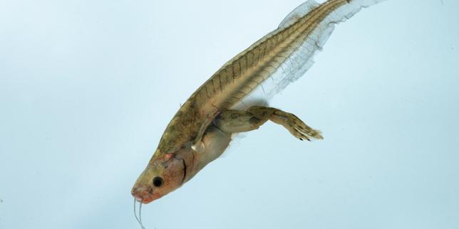 Des pistes pour améliorer la cicatrisation, voire la repousse de membres