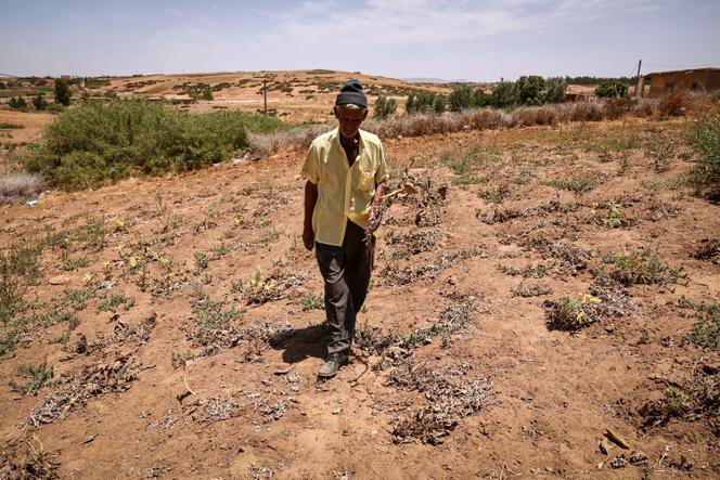 Um homem inspeciona as suas colheitas danificadas num campo cultivado em Sidi Slimane, Marrocos, em 24 de junho de 2024, após seis anos consecutivos de seca.