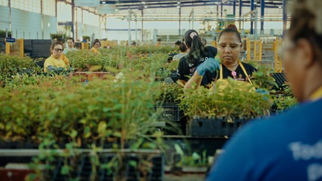 Viveiro de eucaliptos Suzano, no estado do Rio Grande do Sul (Brasil), imagem retirada do documentário 