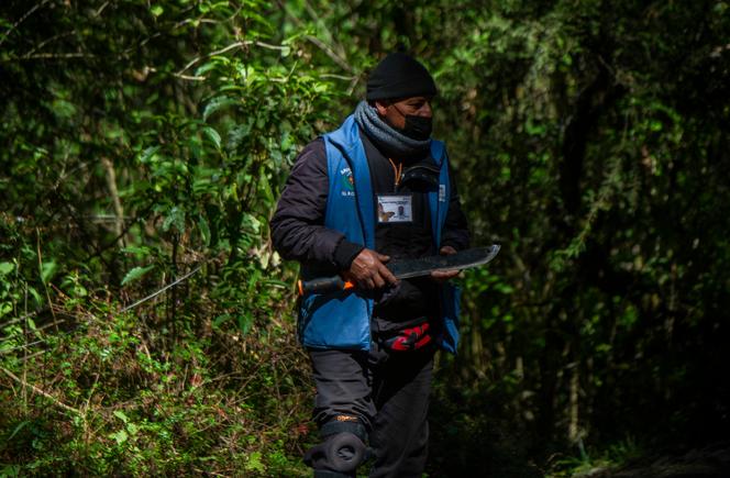 Um membro de um grupo de autodefesa patrulha o santuário de Rosário – local de invernada das borboletas-monarca – no município de Ocampo, estado de Michoacan, México, em 11 de fevereiro de 2022.