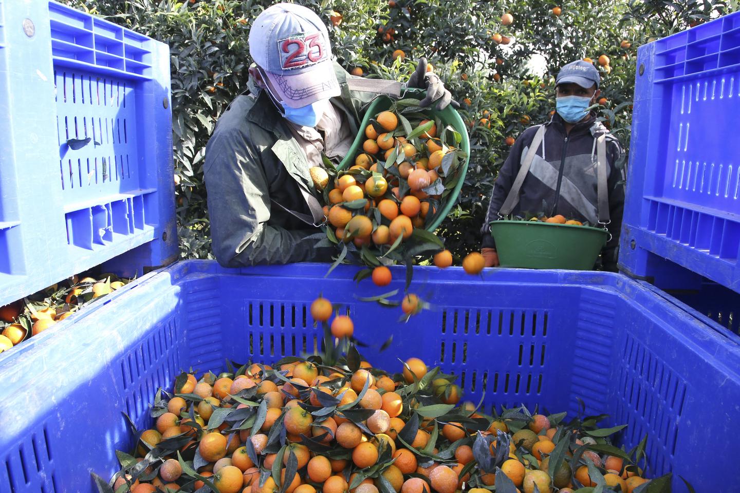 La France veut mieux encadrer les flux de travailleurs saisonniers venus du Maroc