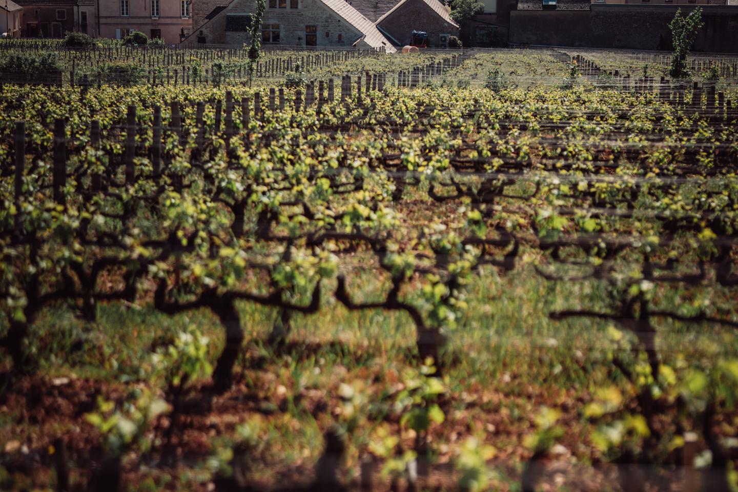 Propriété de François Pinault, le clos de Tart est le diamant de la Bourgogne