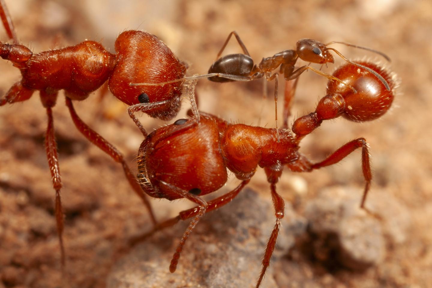 L’étonnant nettoyage collaboratif entre deux espèces de fourmis dans le désert de l’Arizona