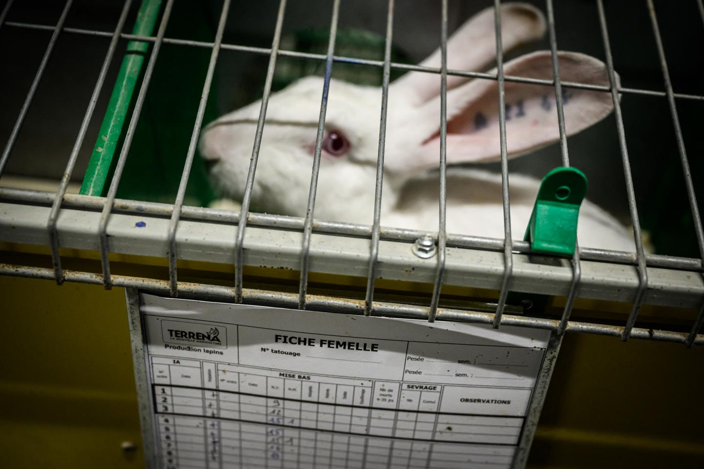 Pourquoi l’amélioration du bien-être animal a quasiment disparu de l’agenda européen