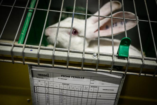 Um coelho em uma gaiola de gestação em uma fazenda de criação em Chemillé-en-Anjou (Maine-et-Loire), 22 de junho de 2023.