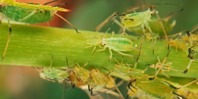Comment des granulés odorants pourraient remplacer des insecticides dans l’agriculture