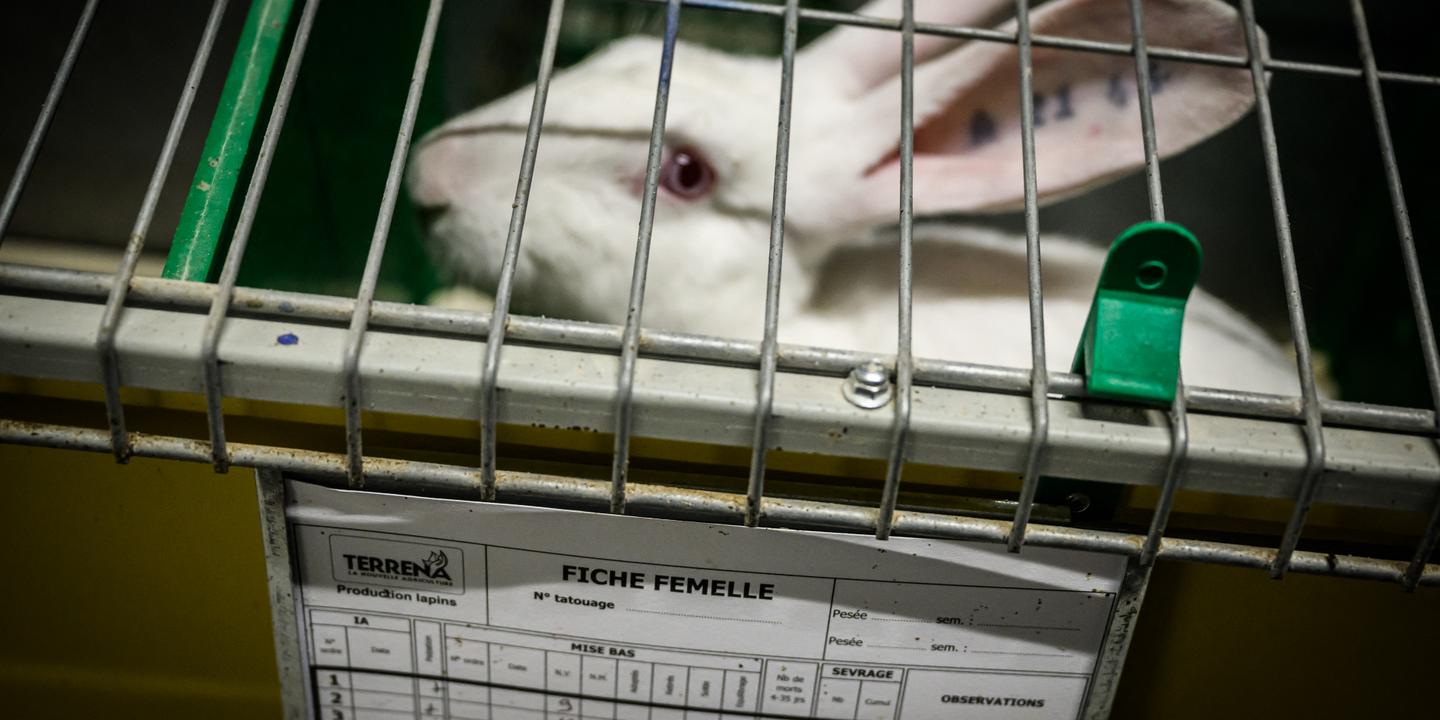 Le bien-être animal disparaît de l'agenda européen : causes et conséquences
