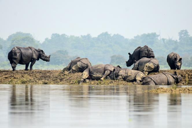 Rinocerontes de um chifre no Parque Nacional Kaziranga, Índia, 18 de julho de 2019. 