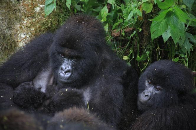 Une gorille des montagnes et ses deux bébés, dans le parc national des Virunga, en RDC, le 19 mars 2026. 