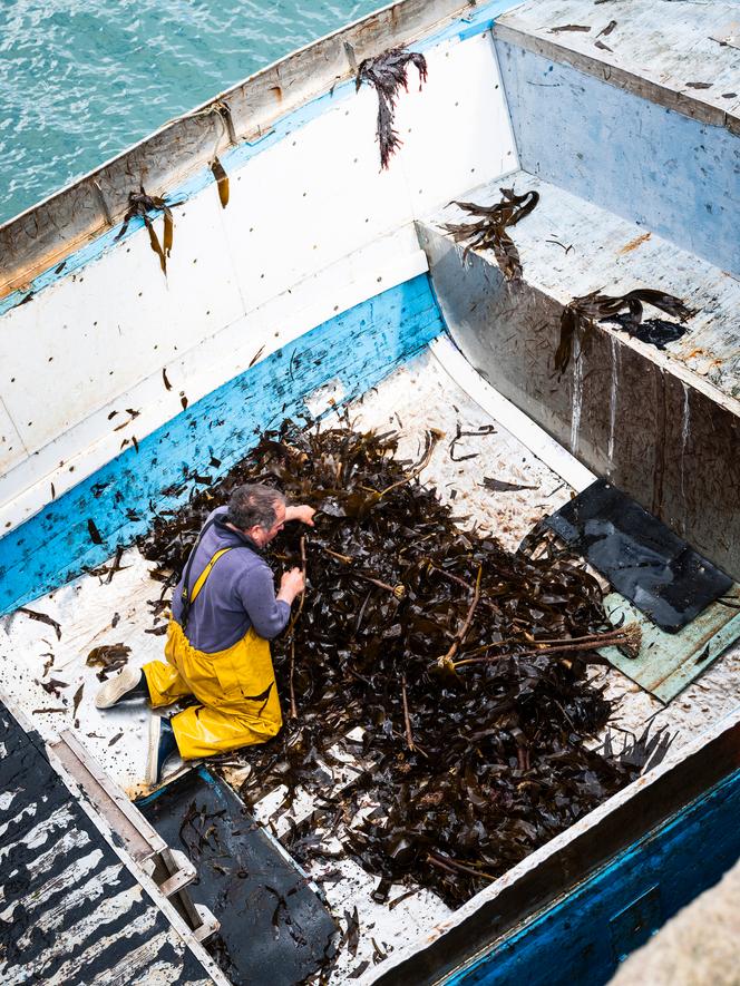 Daniel Glidic, pêcheurs d’algues, dans la cale de son goémonier, « l’Eliani », à Roscoff (Finistère), le 16 avril 2026.