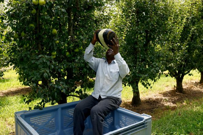 Trabalhador sazonal numa plantação agrícola, em Lleida, Espanha, 13 de agosto de 2025.