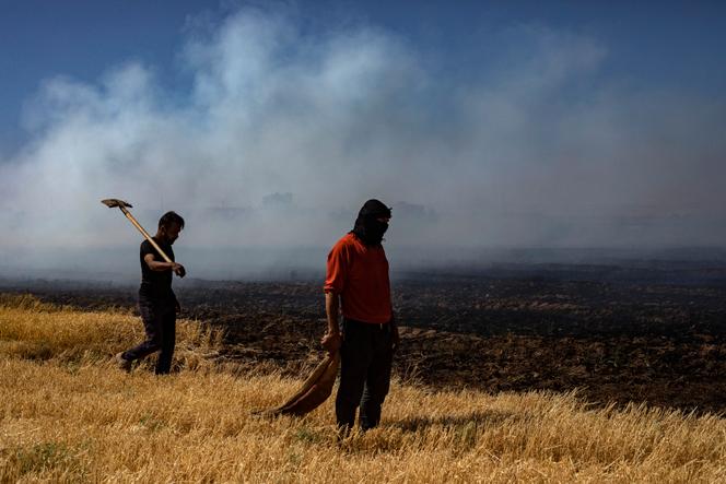 In a wheat field partially destroyed by a fire in Kamechliyé, Syria, during a severe drought, June 2, 2025.