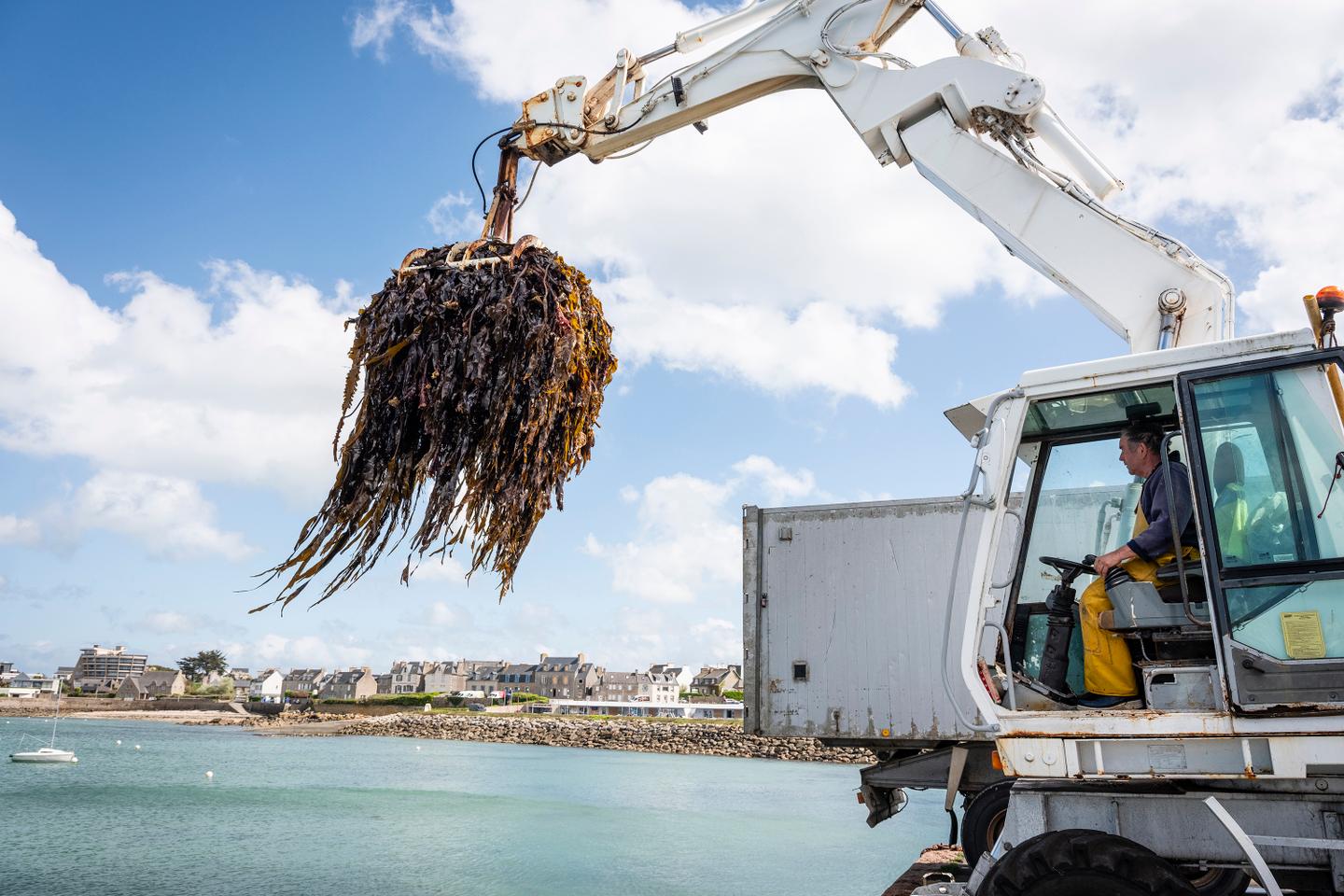 L’alginate, une molécule extraite d’algues bretonnes aux mille et un usages
