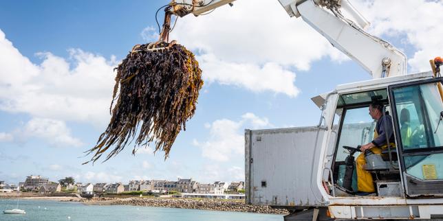 L’alginate, une molécule extraite d’algues bretonnes aux mille et un usages