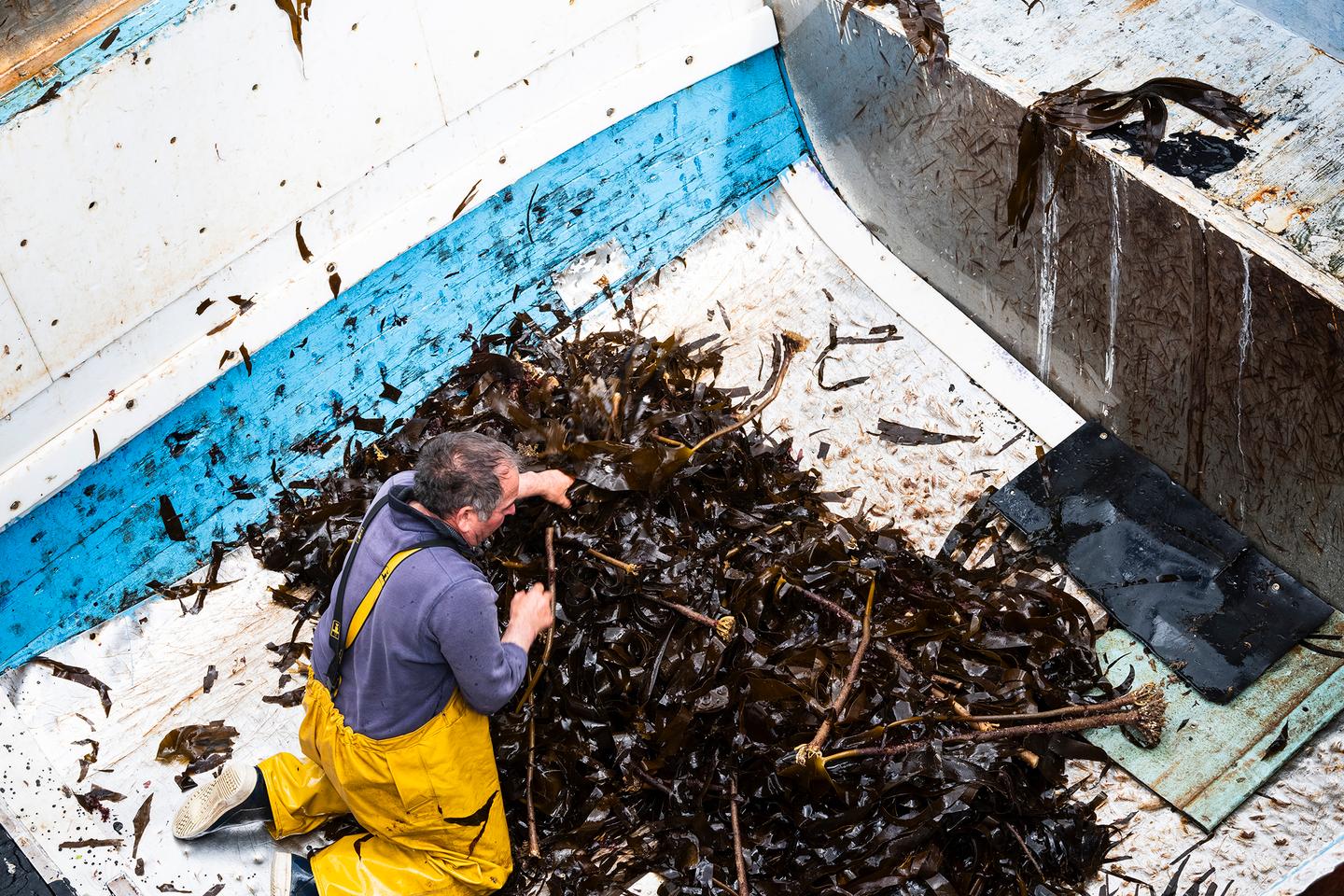 Les algues, victimes du dérèglement climatique : « Il faut restaurer les écosystèmes qu’on a dégradés »