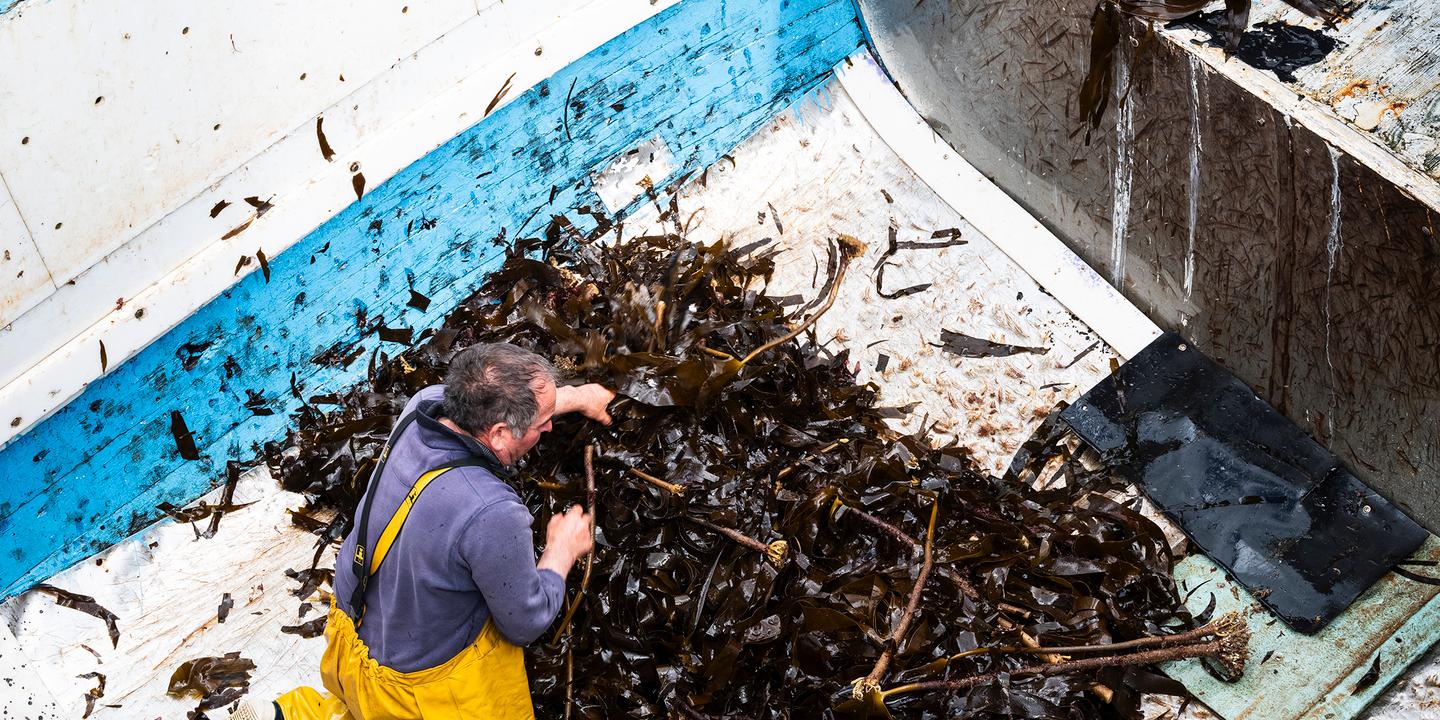 Algues menacées par le climat : restaurer les écosystèmes dégradés