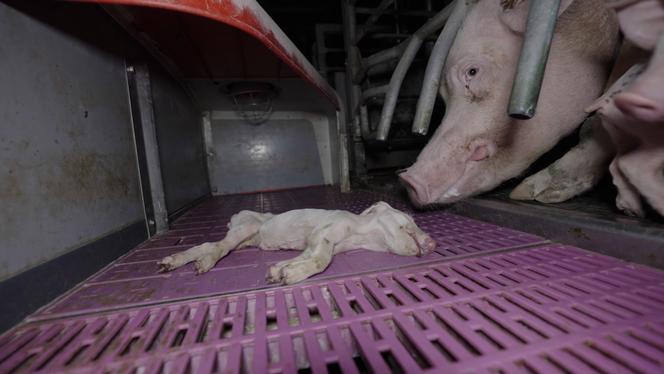 Imagem tirada pelo coletivo L214 no âmbito da sua investigação na maternidade coletiva Kerfornan em Kergrist (Morbihan), no final de fevereiro de 2026.