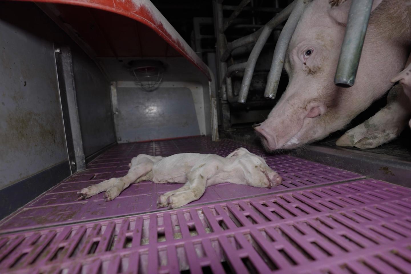 « Sévices graves » dans un élevage porcin du Morbihan : L214 porte plainte