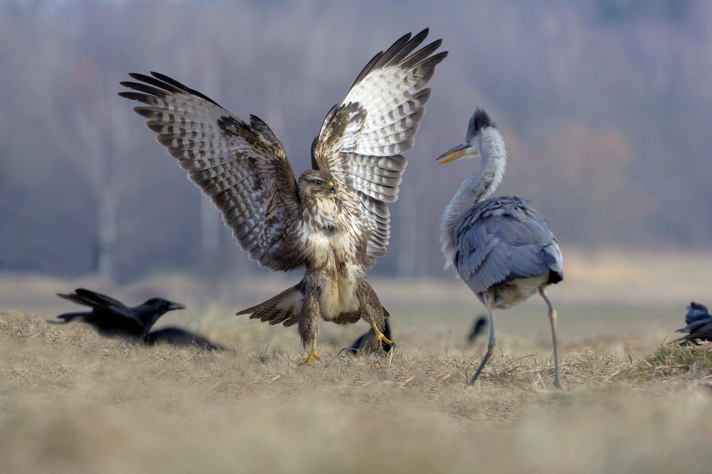 Les chasses privées de « nouveaux riches » de Sologne saignent la faune sauvage