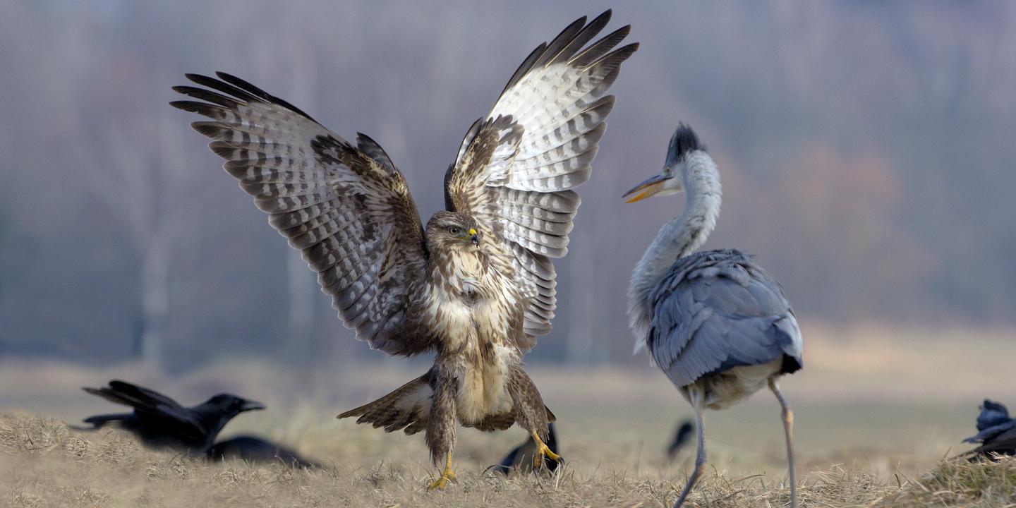 Chasses en Sologne : la faune sauvage en danger