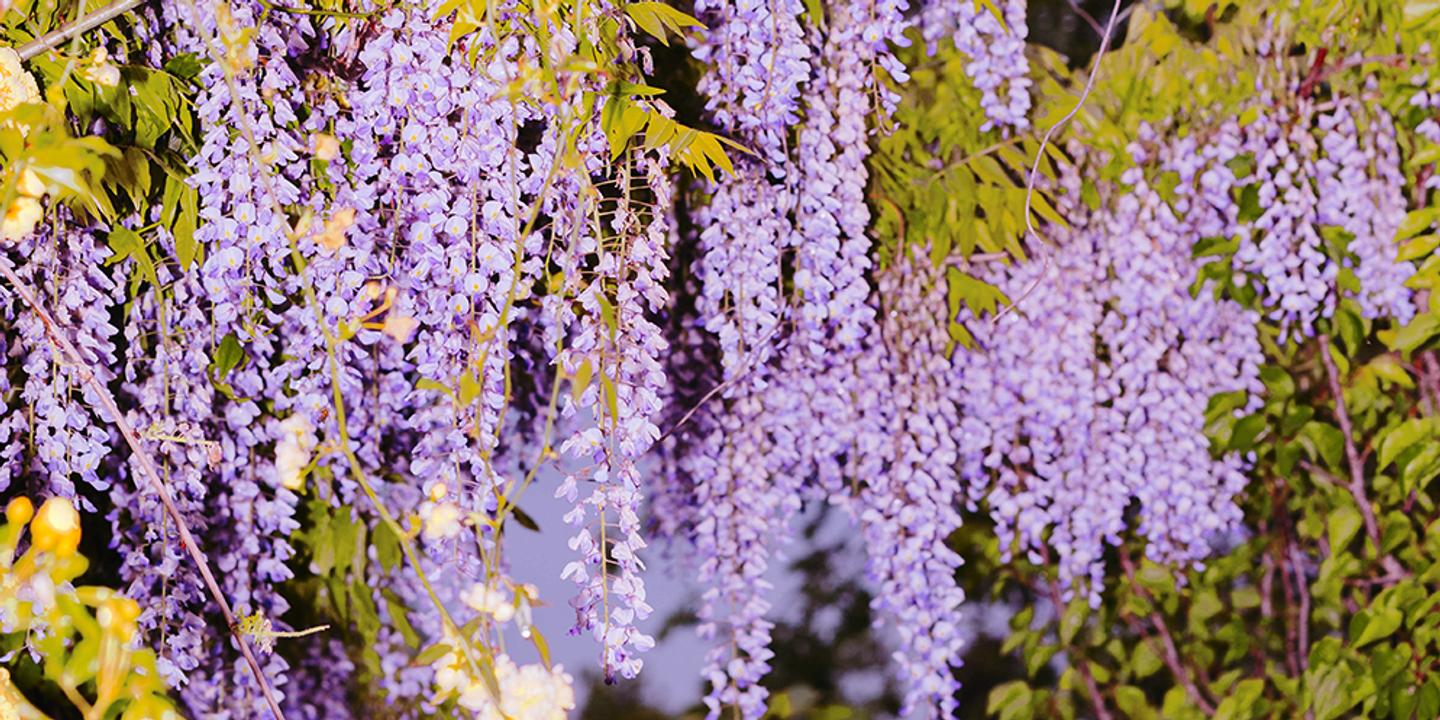 La glycine : une cascade de fleurs indomptable