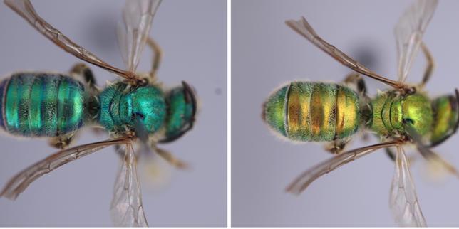 Des abeilles caméléons changent de couleur en fonction du taux d’humidité