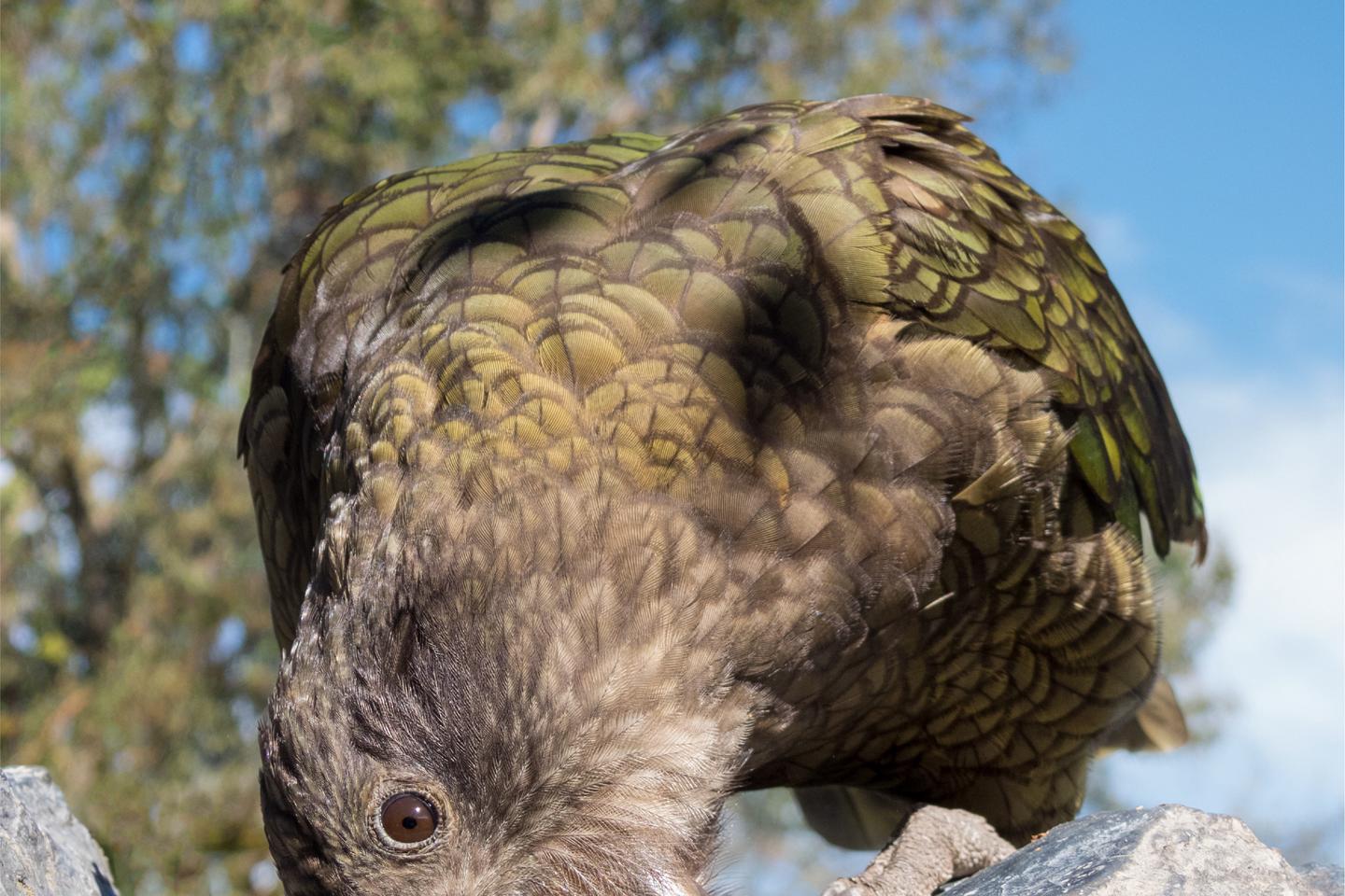 Bruce, ce perroquet handicapé devenu roi