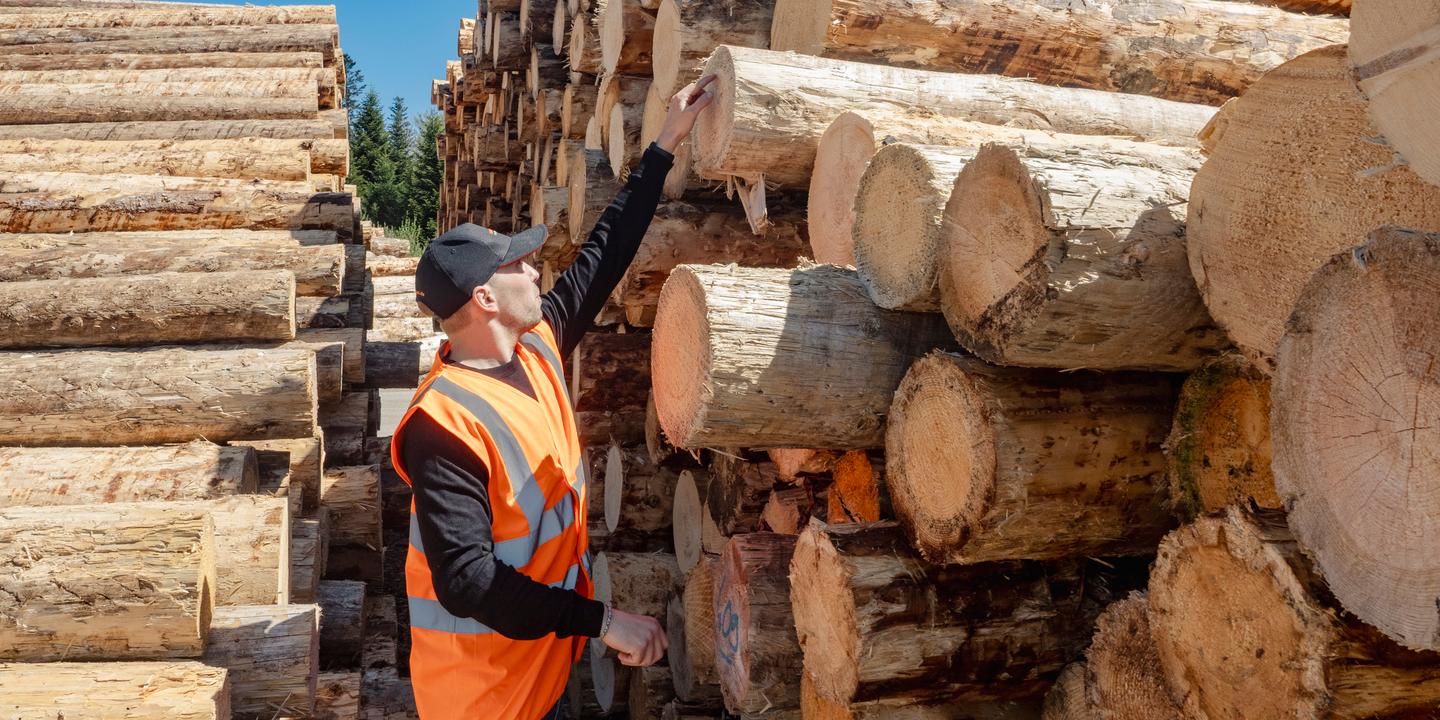 À Lyon, des logements en bois bleu, un matériau souvent délaissé