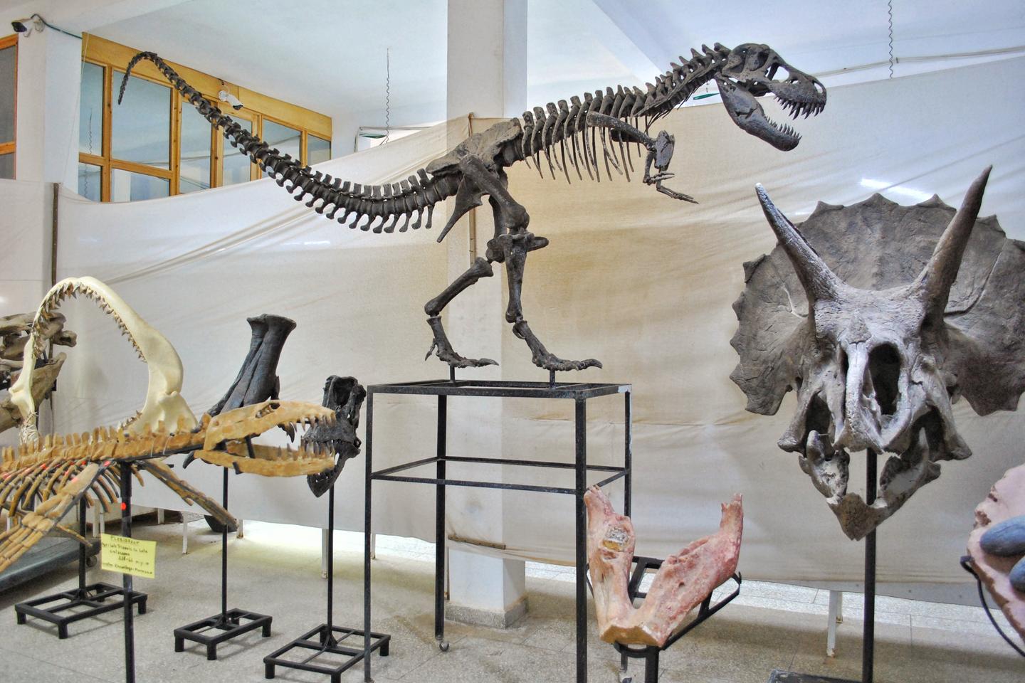 Au Maroc, le business juteux des fossiles de dinosaures