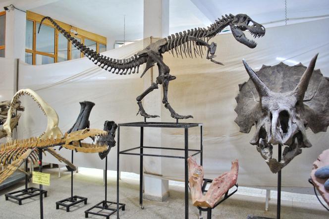 Fósseis de dinossauros reconstruídos, principalmente em gesso, em um museu privado em Erfoud (Marrocos), 30 de março de 2026.