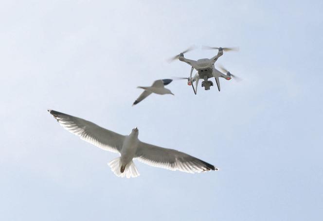 Identificação visual de ninhos de gaivotas por um drone leve, antes que um segundo seja enviado acima dos telhados para lançar sua carga de óleo vegetal sobre os ovos, a fim de esterilizá-los, em Cannes (Alpes-Marítimos), 5 de maio de 2022. 