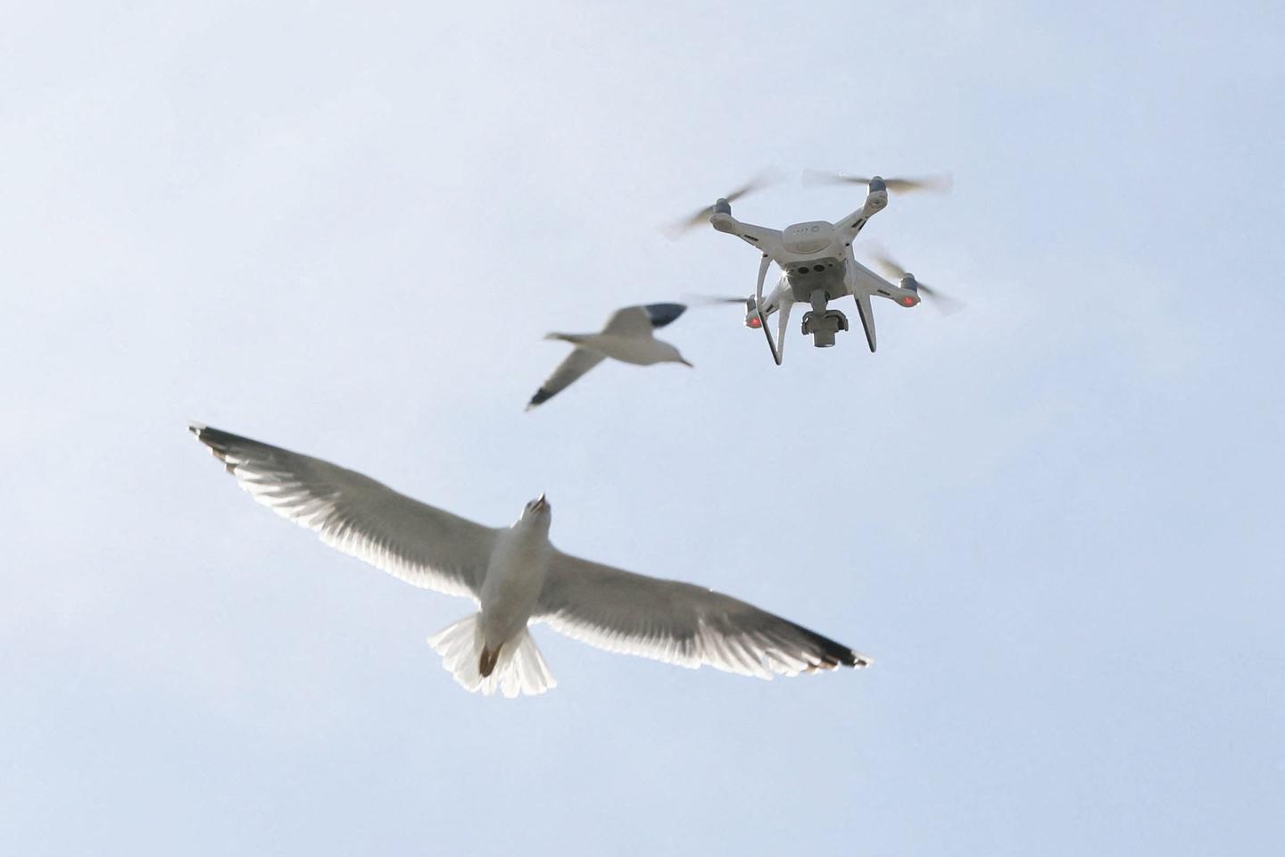 En Bretagne, la stérilisation des œufs de goéland de plus en plus contestée, alors que le nombre d’oiseaux diminue