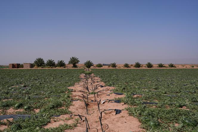 Um canal de irrigação entre duas seções de um campo de melancia, com linhas de gotejamento ramificando-se ao longo de cada linha de plantio e tamareiras no horizonte, em Zagora, Marrocos, 1º de abril de 2026.