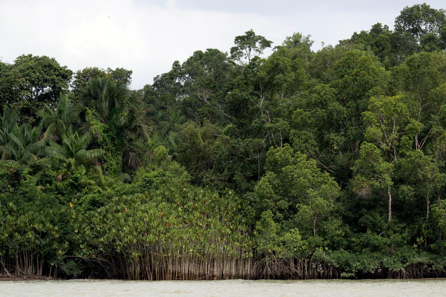 Le recul des forêts primaires tropicales ralentit, sans être enrayé