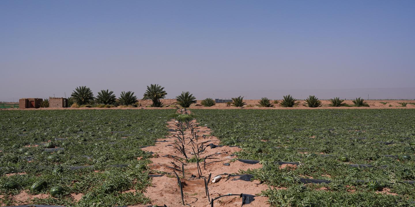 Pastèques et désert menacent les oasis marocaines