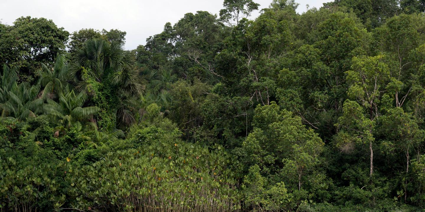 Recul des forêts primaires tropicales : le ralentissement s'amorce