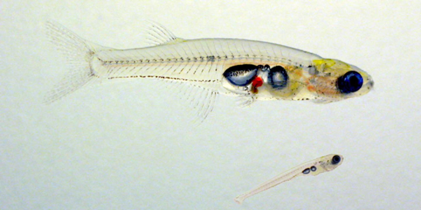 Chez les poissons, un cerveau instable peut être un gage d'efficacité