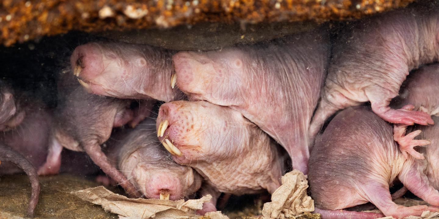 Chez les rats-taupes nus, la succession entre reines peut être pacifique